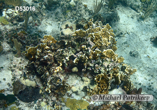 Millepora complanata